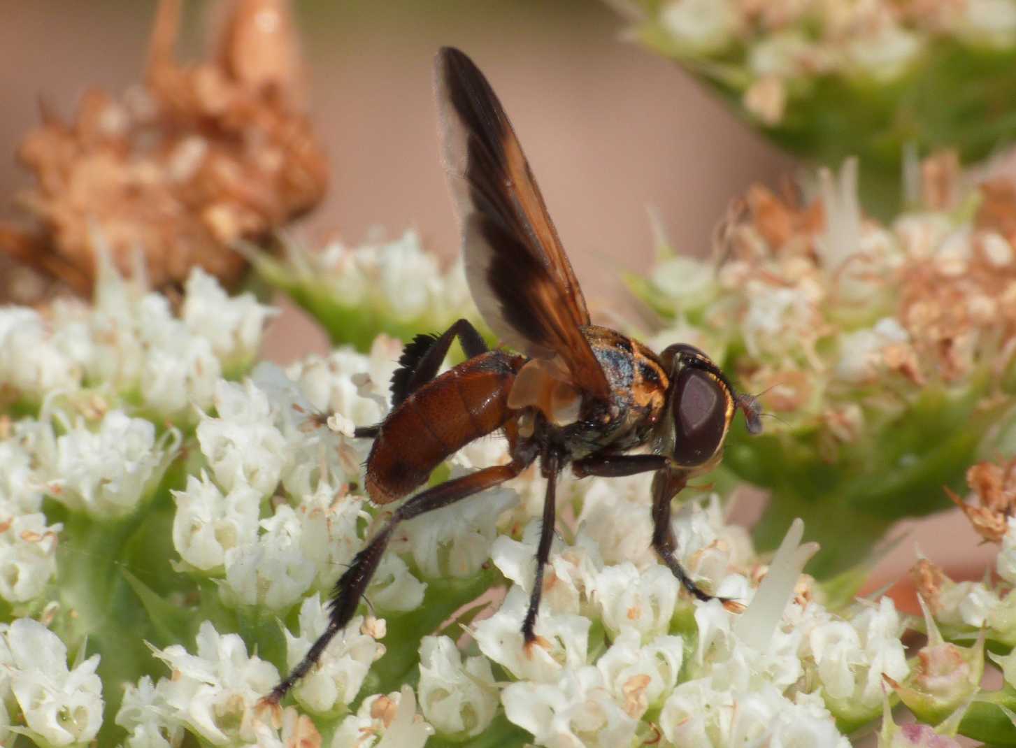 Trichopoda pennipes